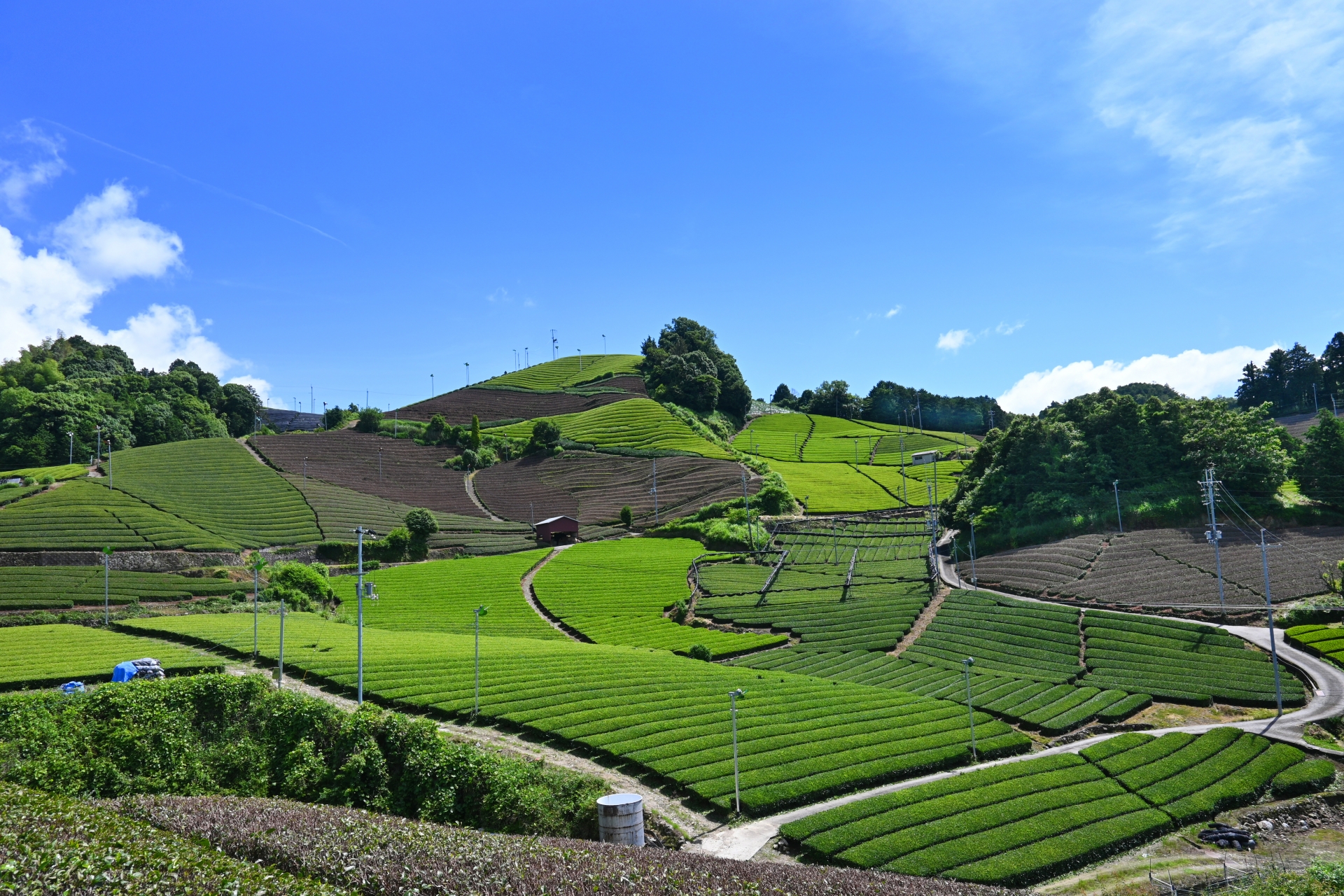 京都府の景観資産第1号にも指定さている「石寺の茶畑」